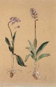 Hans Weiditz Orchis Militaris china oil painting artist